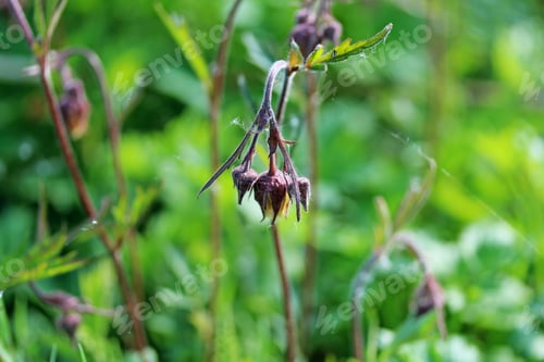 Preview: Forest Herb Close Up