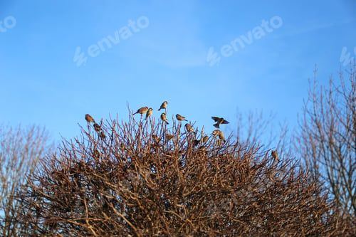 Preview: Many Small Sparrows Sitting On A Bush