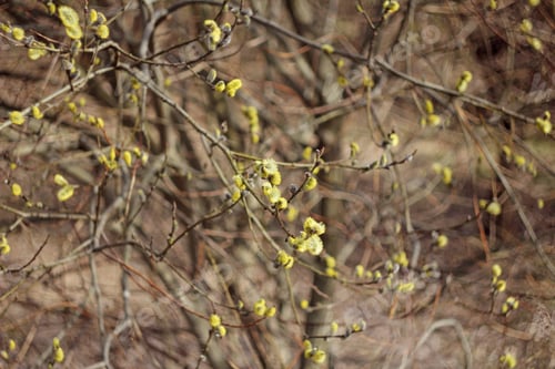 Preview: Pussy Willow Branches