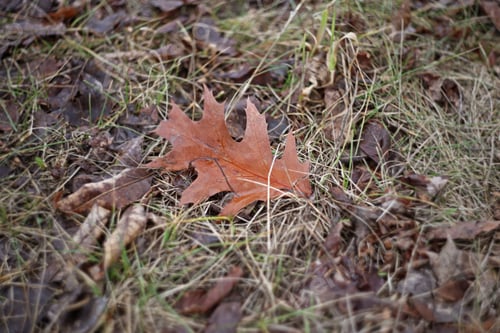 Preview: Autumn Leaf Close Up