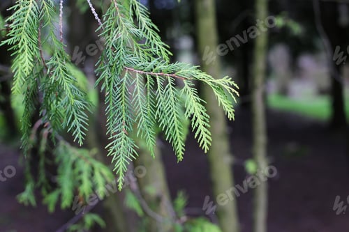 Preview: Thuja Occidentalis Green Branch Close Up