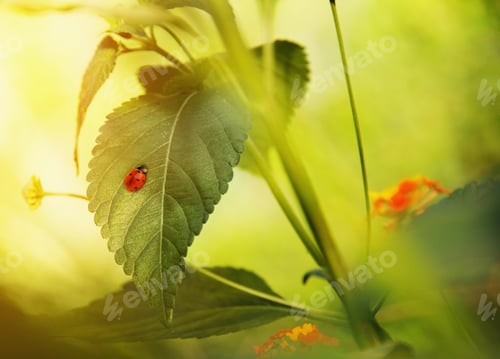 Preview: Ladybug On A Green Leaf