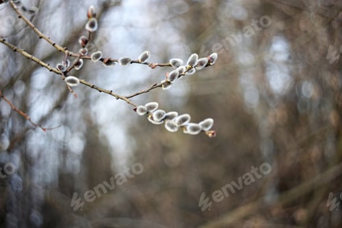 Preview: Pussy-Willow Close Up