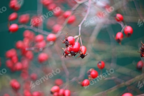 Preview: Close Up Dog-Rose Berries