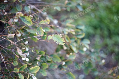 Preview: Ill Leaves Close Up