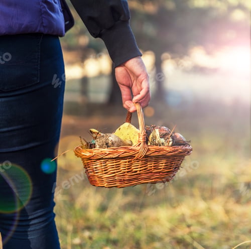 Preview: Basket With Forest Mushrooms In A Female Hand