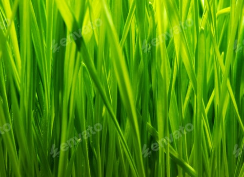 Preview: Fresh Green Grass Background