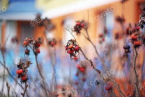 Preview: Dry Dog-Rose Bush Close Up