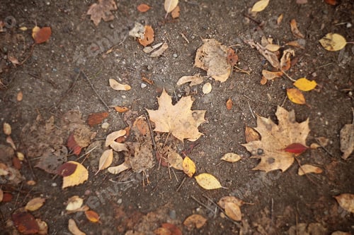 Preview: Natural Background With Brown Ground And Leaves