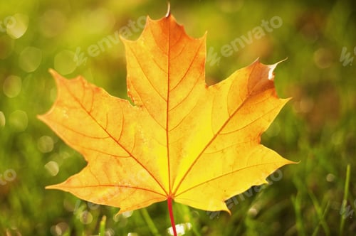 Preview: Close-Up Of Autumn Leaf