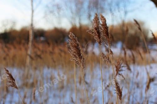 Preview: Reed Close Up On A Winter Sunny Background