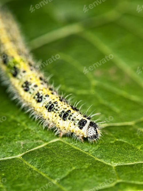 Preview: Caterpillar On A Green Leaf