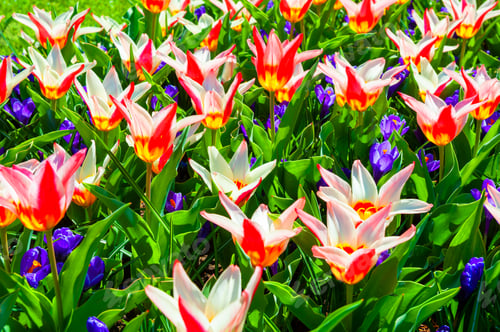 Preview: Blooming Red Tulip Flowers And Violet Crocuses. Macro Image, Shallow Depth Of Field. Beautiful