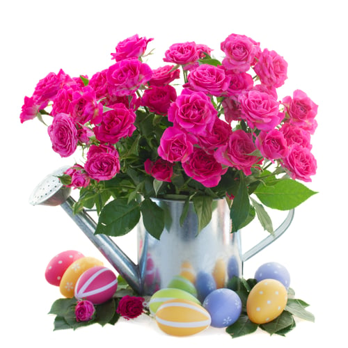 Preview: Pink Roses In Watering Can With Easter Eggs Isolated On White Background