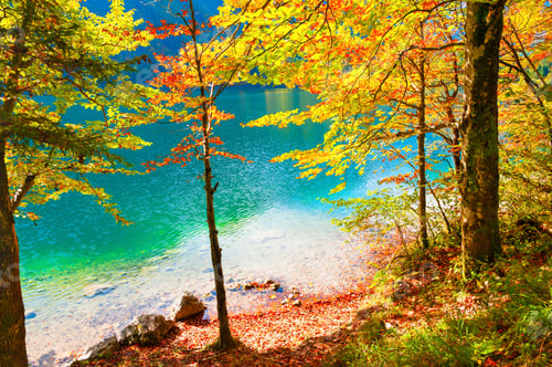 Preview: Autumn Trees With Red-Yellow Leaves On The Shore Of Lake In Austrian Alps.