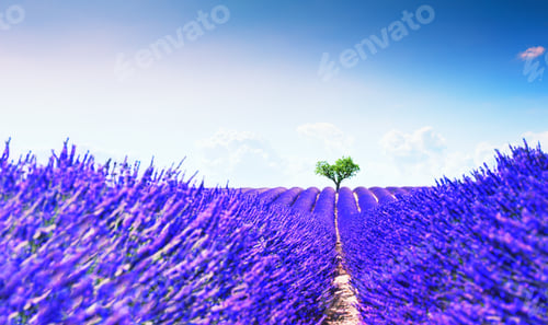 Preview: Lavender Fields With Heart-Shape Tree Near Valensole, Provence, France. Beautiful Summer Landscape.