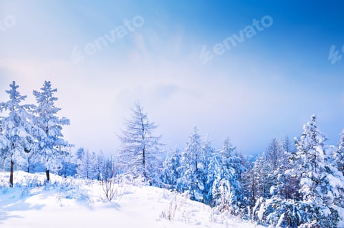 Preview: Snow-Covered Trees In Winter Forest At Sunset. Beautiful Winter Landscape.