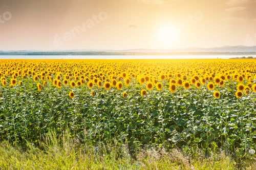 Preview: Field Of Yellow Sunflowers At Sunset. Beautiful Summer Landscape