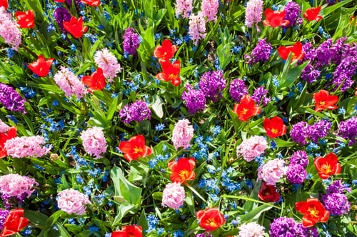 Preview: Blooming Pink Hyacinth And Red Tulips Flowers. Beautiful Spring Nature