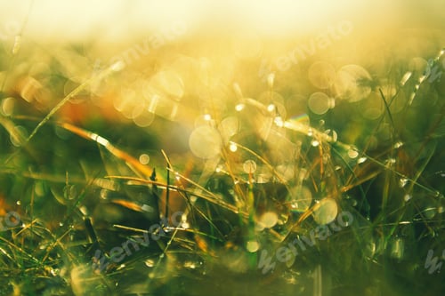 Preview: Green Grass With Morning Dew At Sunrise. Macro Image, Shallow Depth Of Field. Blurred Summer Nature