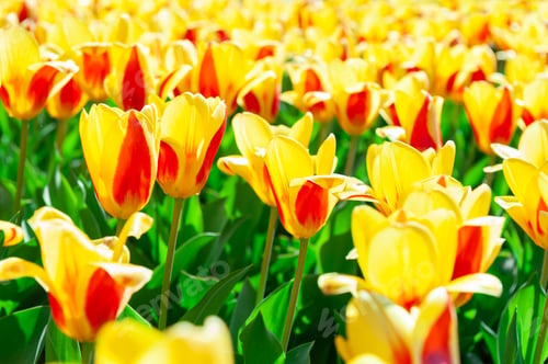 Preview: Blooming Yellow Tulips In Spring. Macro Image, Shallow Depth Of Field
