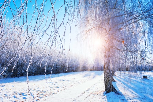 Preview: Trees With Hoarfrost In Winter Park At Sunrise. Beautiful Winter Landscape.