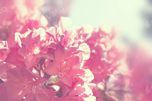 Preview: Blooming Pink Flowers. Beautiful Summer Nature Background. Macro Image, Shallow Depth Of Field