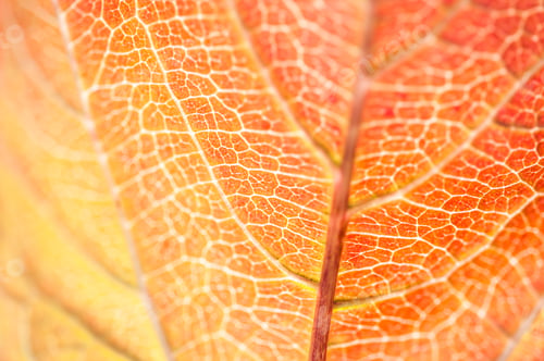 Preview: Macro Image Of Red Autumn Leaf With Small Depth Of Field. Beautiful Autumn Leaves Background