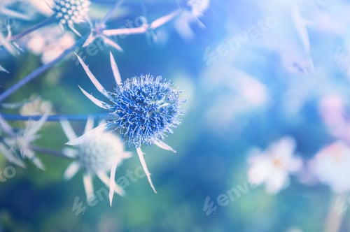 Preview: Beautiful Blue Wild Flowers In The Forest. Macro Image With Small Depth Of Field. Creative Toning