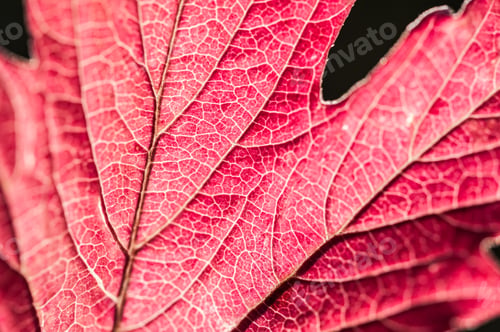 Preview: Macro Image Of Red Autumn Leaf With Small Depth Of Field. Beautiful Autumn Leaves Background