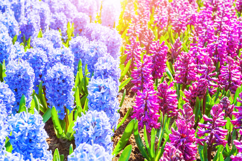 Preview: Blooming Pink And Blue Hyacinth Flowers. Beautiful Spring Nature