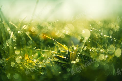Preview: Green Grass With Morning Dew At Sunrise. Macro Image, Shallow Depth Of Field. Blurred Summer Nature