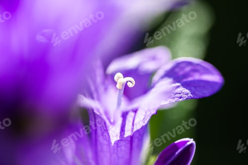 Preview: Blooming Violet Bellflowers In Spring. Macro Image, Shallow Depth Of Field