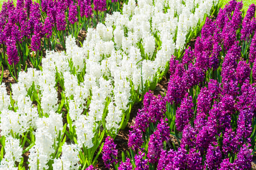 Preview: Blooming White And Purple Hyacinth Flowers. Beautiful Spring Nature
