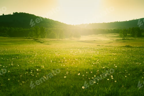 Preview: Forest Meadow With Fresh Green Grass And Dandelions At Sunset. Selective Focus. Beautiful Summer
