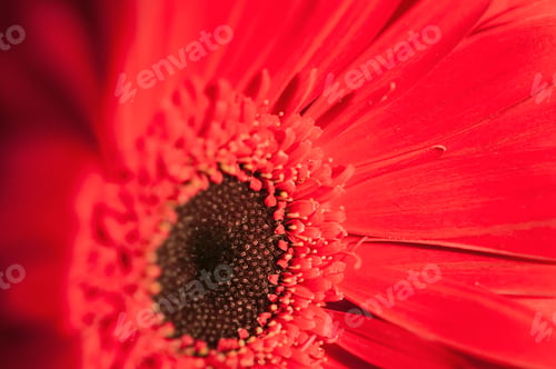 Preview: Macro Image Of Red Gerbera. Selective Focus