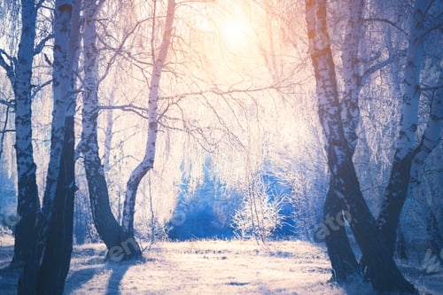 Preview: Frosted Trees In Winter Forest At Sunrise. Selective Focus, Blurred Foreground. Beautiful Winter