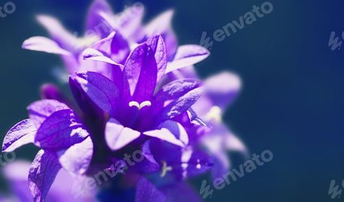 Preview: Blooming Violet Bluebells Flower In The Forest. Macro Image, Shallow Depth Of Field. Beautiful