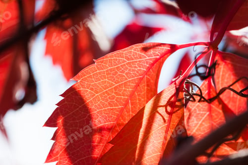 Preview: Macro Image Of Red Autumn Leaves. Selective Focus