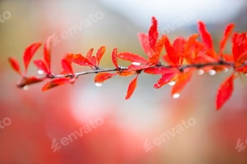 Preview: Red Autumn Leaves In The Forest After Rain. Macro Image, Shallow Depth Of Field