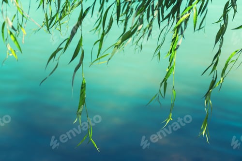 Preview: Green Leaves Of Willow Tree Over The Water. Selective Focus. Beautiful Summer Nature Background