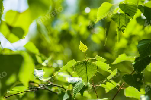 Preview: Fresh Green Leaves, Small Deep Of Sharpness