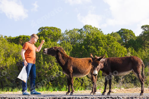 Preview: Man Caressing And Feed A Wild Donkeys