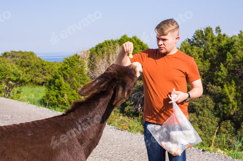 Preview: Man Caressing And Feed A Wild Donkey