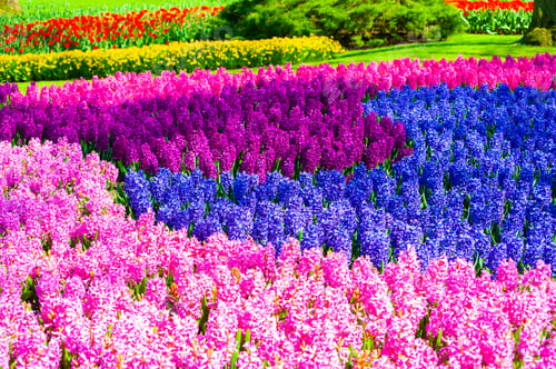 Preview: Keukenhof, Lisse, Netherlands - April, 4, 2017: Blooming Hyacinth Flowers In Keukenhof Flower Park