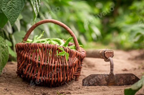 Preview: Fresh green beans in a wicker basket on countryside