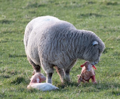 Preview: Mother sheep giving birth to twin lambs in the green field