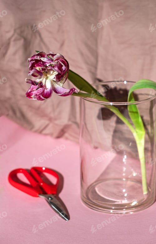 Preview: Wilted Tulip Still Life with Red Scissors