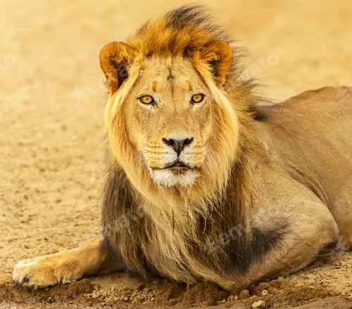 Preview: A Beautiful Wildlife in the World in pictures