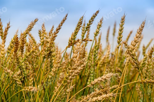 Preview: Gold wheat field. Growth nature harvest. Agriculture farm.